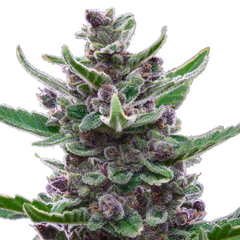 TROPICANA COOKIES AUTO - 420 FASTBUDS