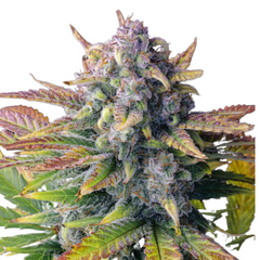 TROPICANA COOKIES FASTFLOWERING - 420 FASTBUDS