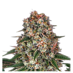TROPICANNA BANANA  - BARNEY'S FARM