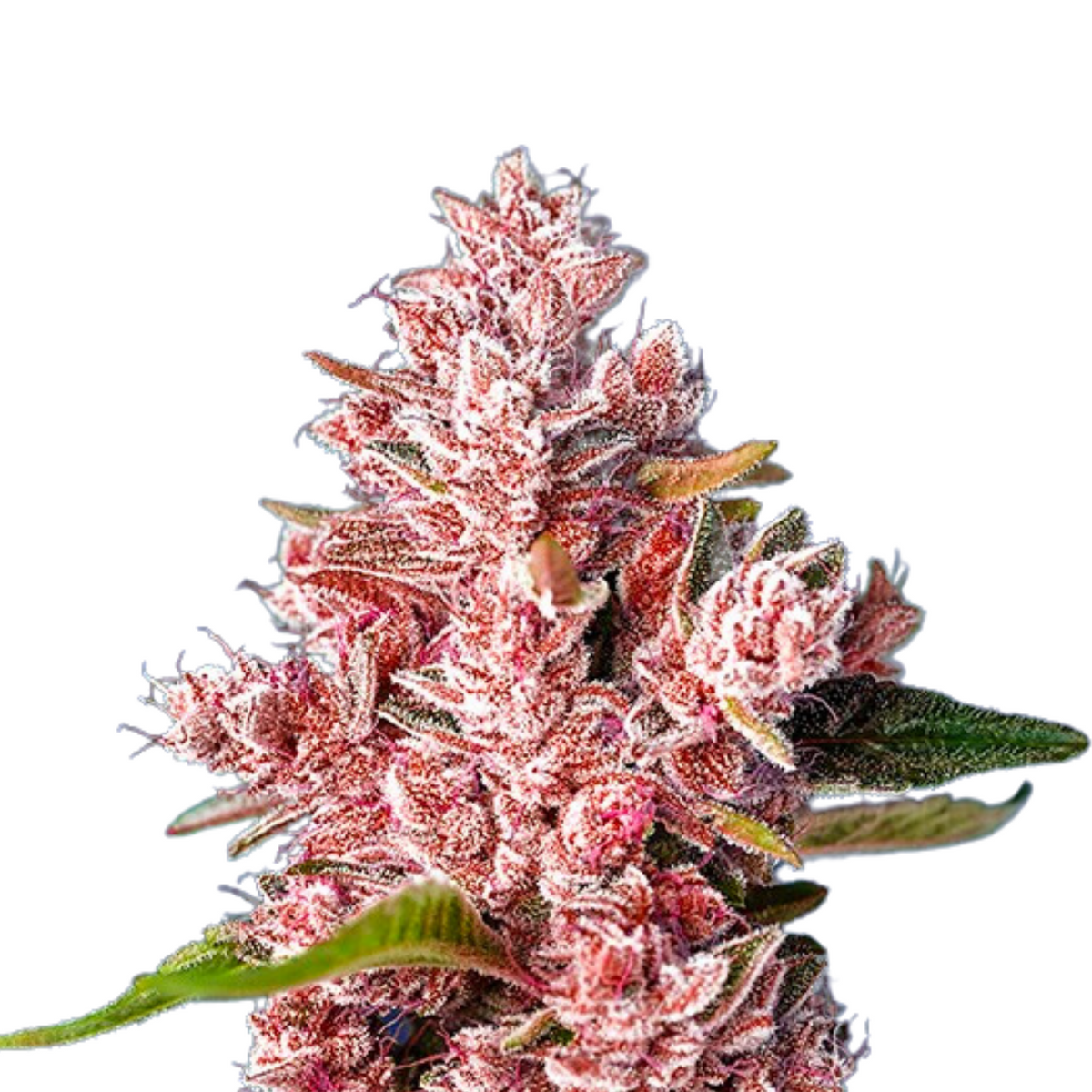TROPICANNA POISON F1 FAST VERSION