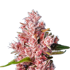 TROPICANNA POISON F1 FAST VERSION