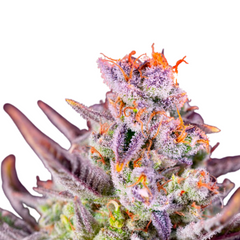 TROPICANNA POISON XL AUTO