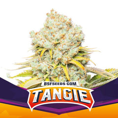 Tangie XXL AUTO BIGGER. STRONGER. FASTER SEEDS