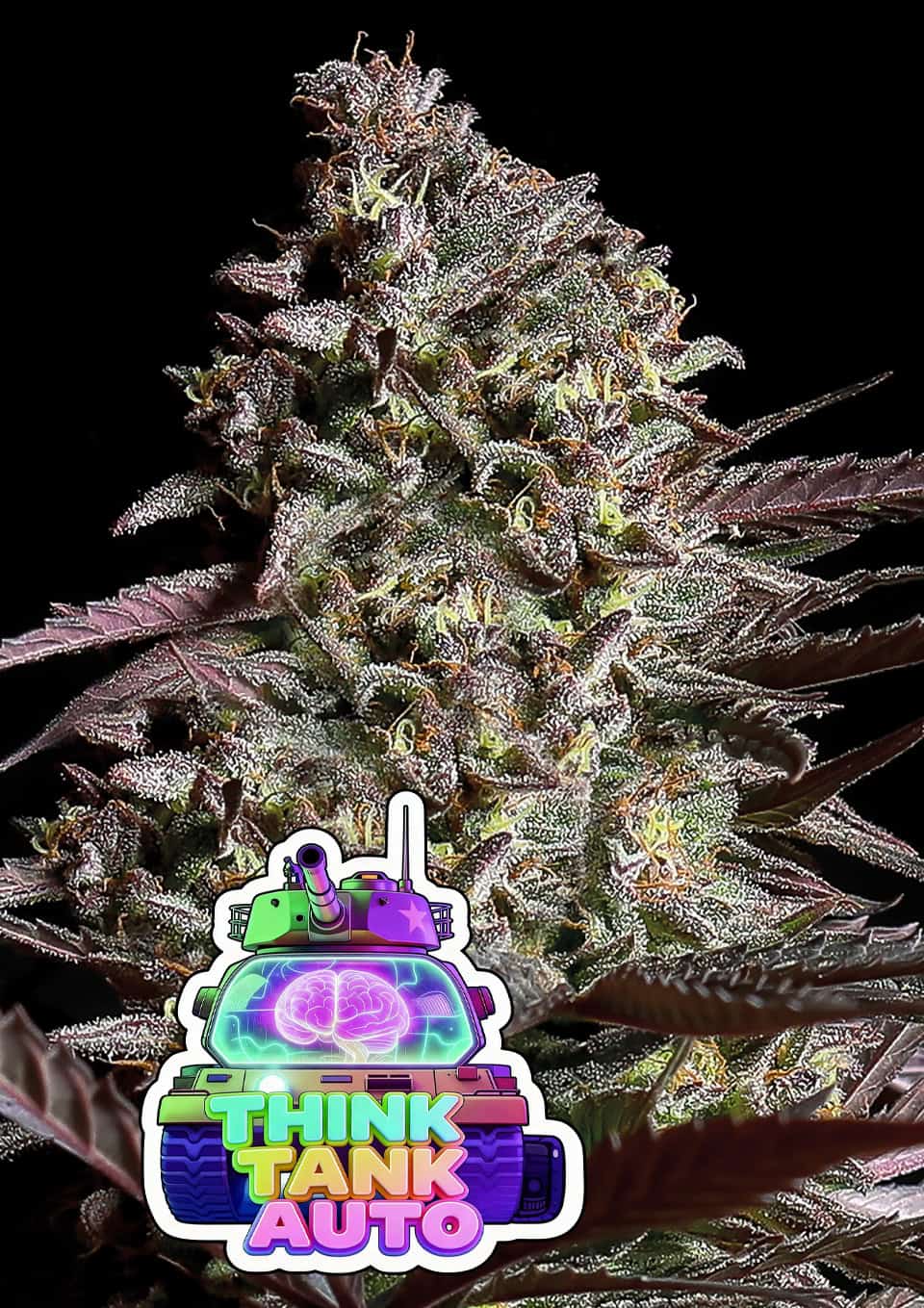 Think Tank Auto ANESIA SEEDS  UNT 3