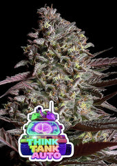 Think Tank Auto ANESIA SEEDS  UNT 3