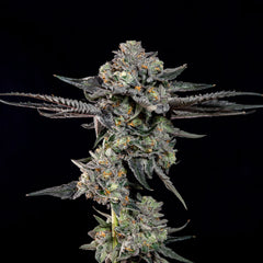 Top G Wizard Trees