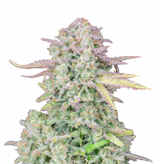 ORIGINAL TRAINWRECK AUTO - 420 FASTBUDS