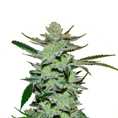 UNKNOWN KUSH EARLY VERSION  - DELICIOUS SEEDS.