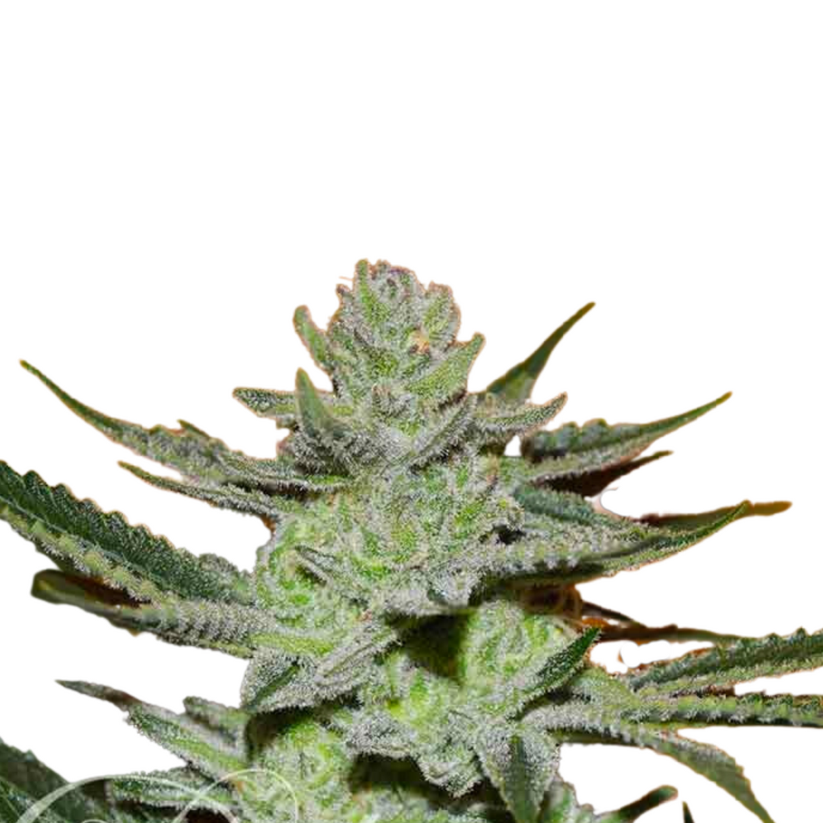 UNKNOWN KUSH  - DELICIOUS SEEDS.