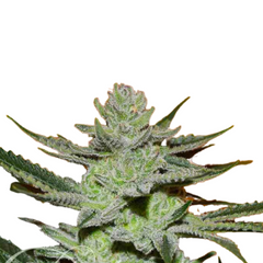 UNKNOWN KUSH  - DELICIOUS SEEDS.