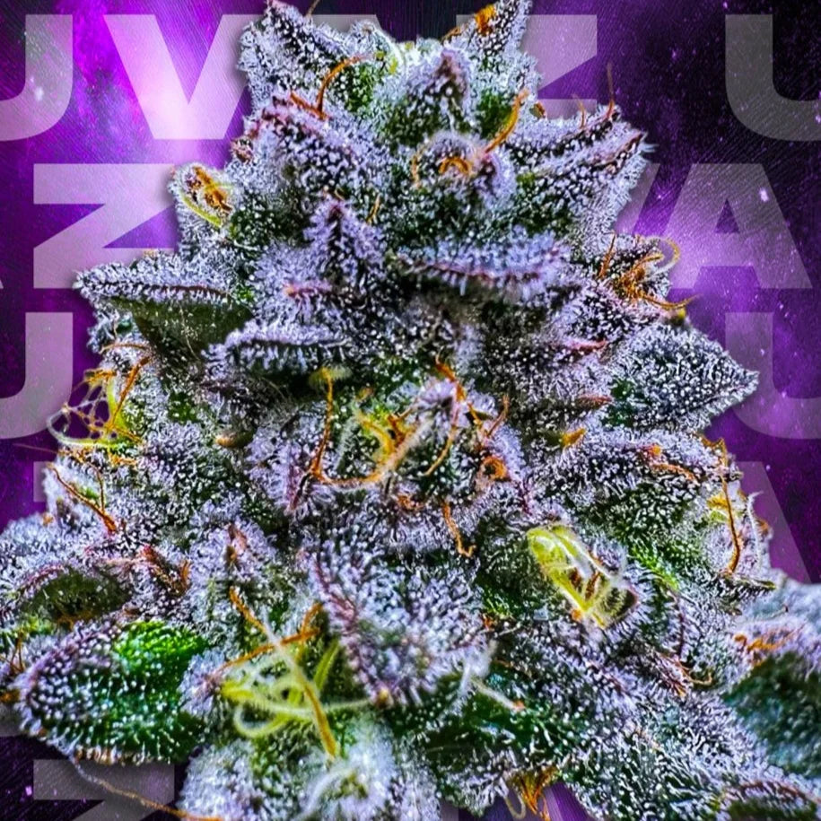 UVAZ Fem Wizard Trees Genetics  Pack 3 seeds