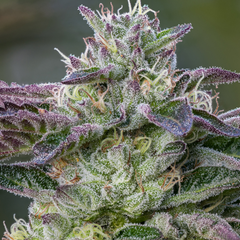 The Sin – ANESIA SEEDS