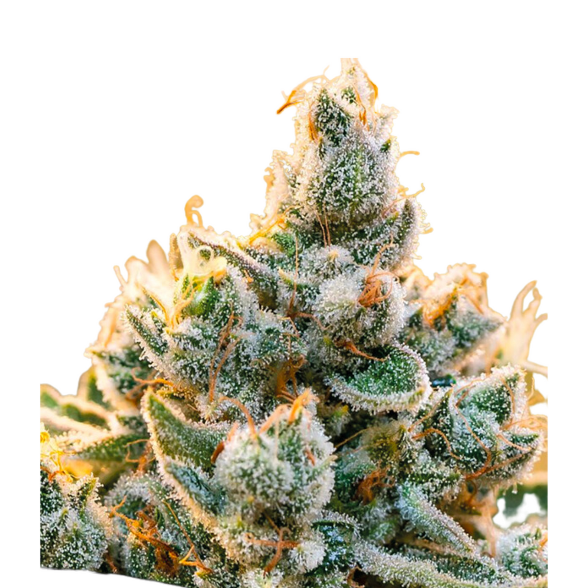 VANILLA FROSTING - ANESIA SEEDS