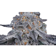 VELVET MOON - GREEN HOUSE SEED CO