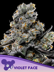 Violet Face Auto – ANESIA SEEDS