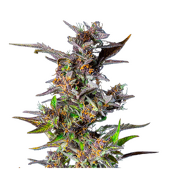 WATERMELON AUTO