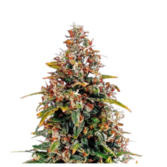 WATERMELON ZKITTLEZ AUTO  - BARNEY'S FARM