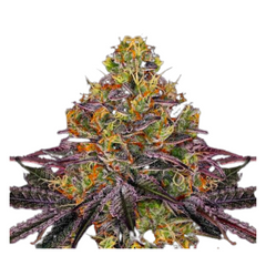 WATERMELON ZKITTLEZ Fem  - BARNEY'S FARM