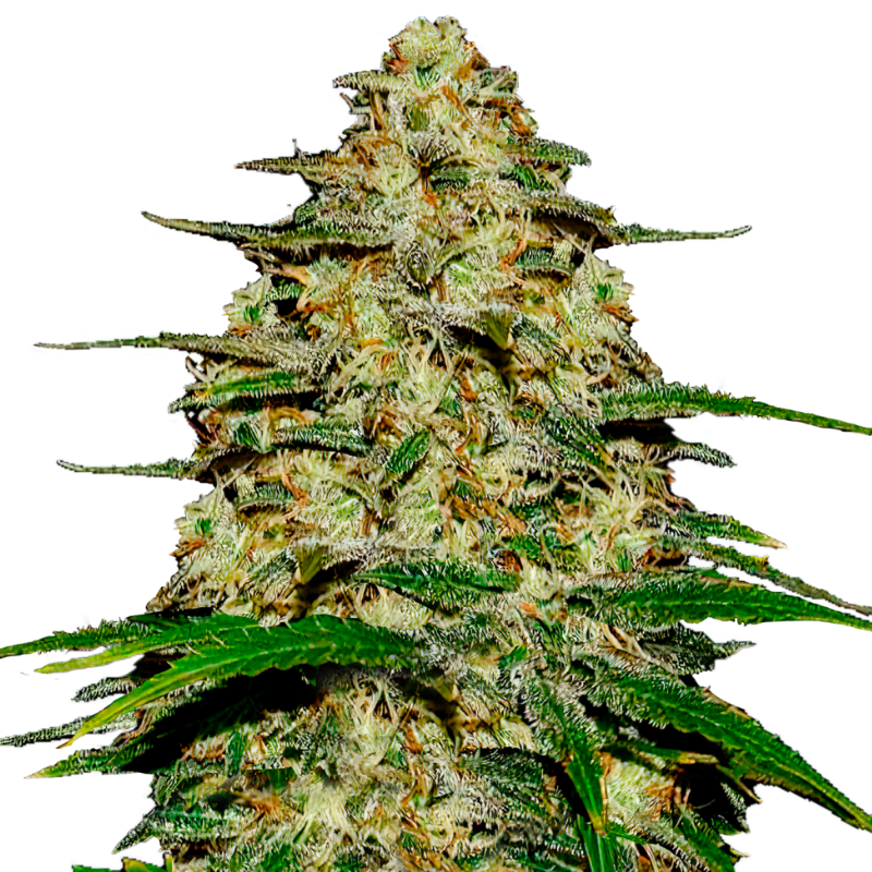WEDDING CHEESECAKE FASTFLOWERING  - 420 FASTBUDS