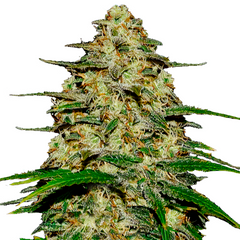 WEDDING CHEESECAKE FASTFLOWERING  - 420 FASTBUDS