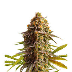 WEDDING CAKE AUTO