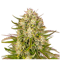 WEDDING CAKE AUTO  - BARNEY'S FARM