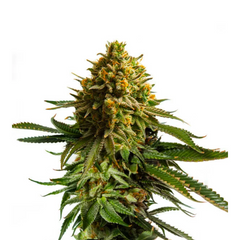 WEDDING CAKE FEM