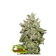 WEDDING CAKE FEM