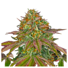 WEDDING CAKE  - BARNEY'S FARM