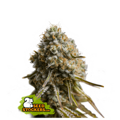 WEDDING GLUE AUTO