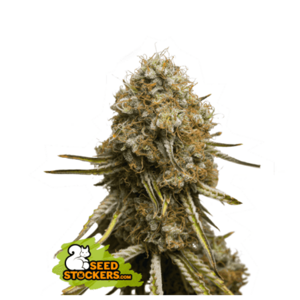 WEDDING GLUE FEM