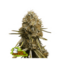 WEDDING GLUE FEM