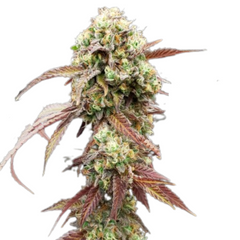WEST COAST OG X GELATO AUTO 41 - GREEN HOUSE SEED CO