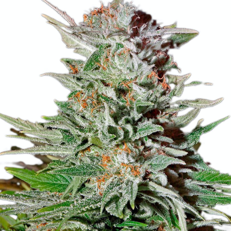 WHITE LEMON - GREEN HOUSE SEED CO