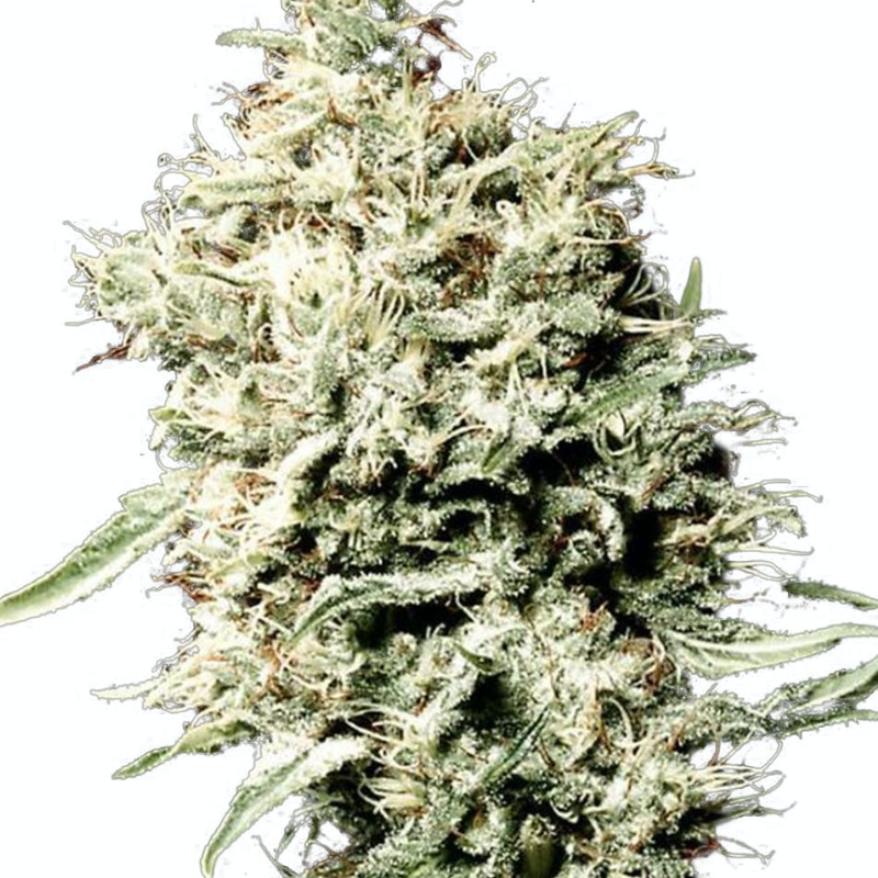 WHITE RHINO (FEMINISED) - GREEN HOUSE SEED CO