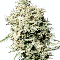 WHITE RHINO (FEMINISED) - GREEN HOUSE SEED CO