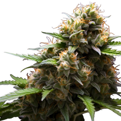 WHITE STRAWBERRY SKUNK - GREEN HOUSE SEED CO