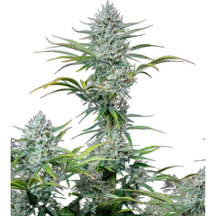WHITE WIDOW AUTO - GREEN HOUSE SEED CO