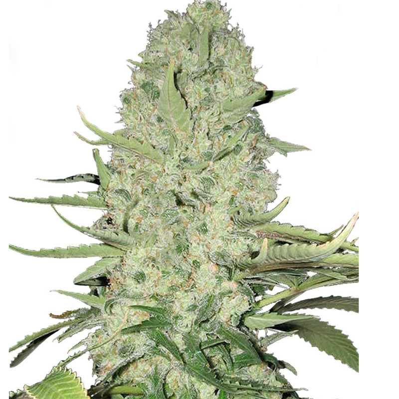 WHITE WIDOW (FEMINISED) - GREEN HOUSE SEED CO