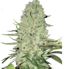 WHITE WIDOW (FEMINISED) - GREEN HOUSE SEED CO