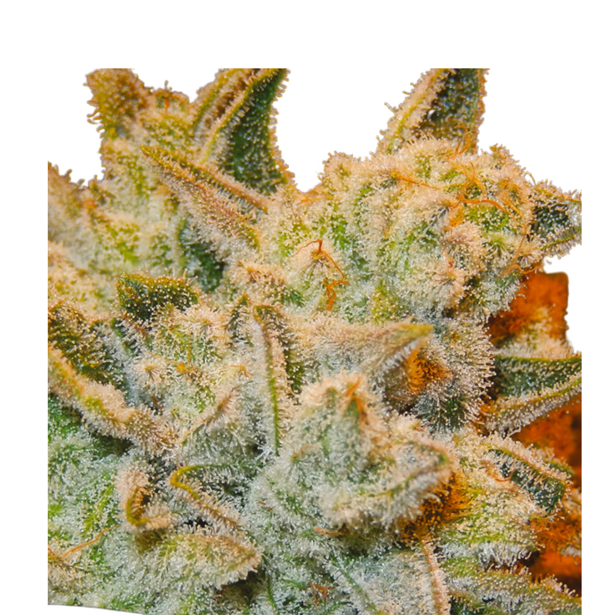 WHITE RUNTZ - ANESIA SEEDS