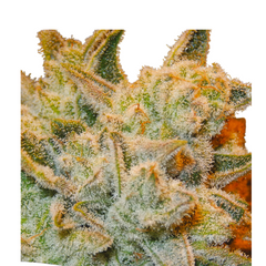 WHITE RUNTZ - ANESIA SEEDS