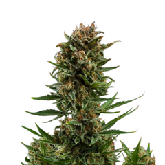 WHITE WIDOW AUTO