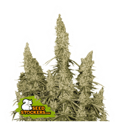 WHITE WIDOW AUTO
