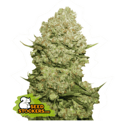 WHITE WIDOW FEM