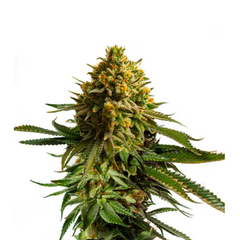 WHITE WIDOW FEM