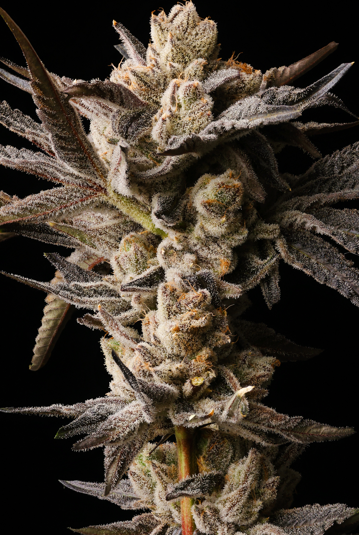 SEED JUNKY WILD BURST PACK 5 FEM