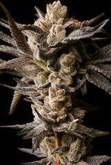 SEED JUNKY WILD BURST PACK 5 FEM