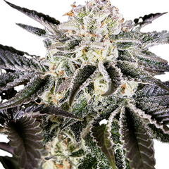 WONDER PIE - GREEN HOUSE SEED CO