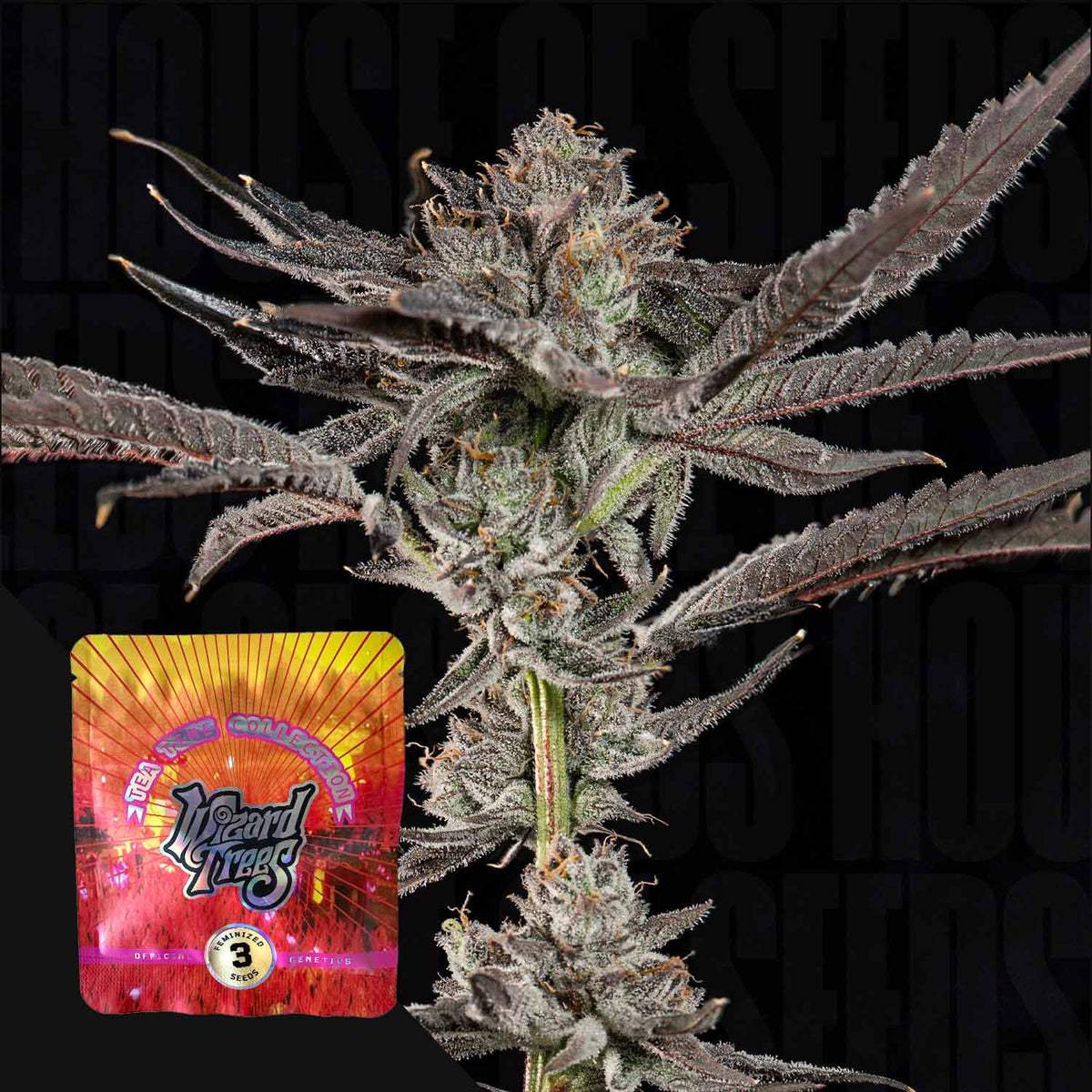 Propa Candy Wizard Trees Genetics Pack 3 seeds